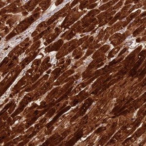 Anti-CSRP3 antibody produced in rabbit 