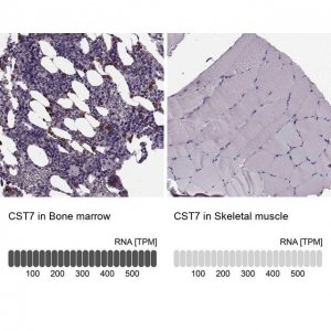 Anti-CST7 antibody produced in rabbit 