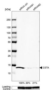 Anti-CSTA antibody produced in rabbit 
