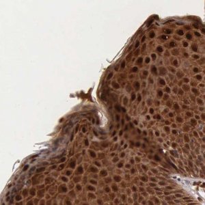 Anti-CSTA antibody produced in rabbit 