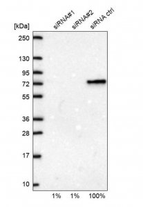 Anti-CSTF2 antibody produced in rabbit 