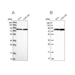 Anti-CSTF3 antibody produced in rabbit 