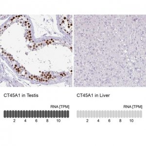 Anti-CT45A1 antibody produced in rabbit 