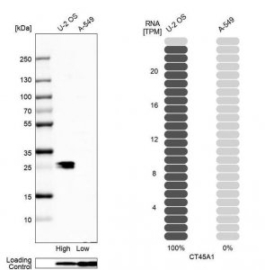 Anti-CT45A1 antibody produced in rabbit 
