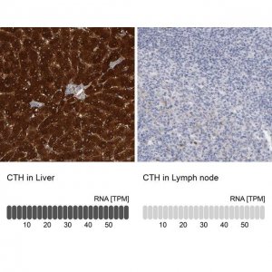 Anti-CTH antibody produced in rabbit 