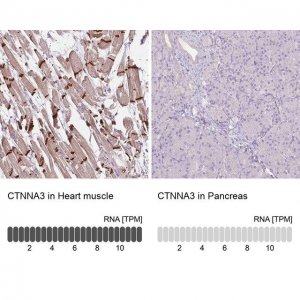 Anti-CTNNA3 antibody produced in rabbit 