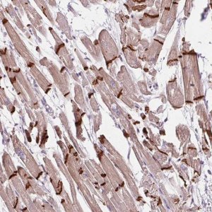 Anti-CTNNA3 antibody produced in rabbit 