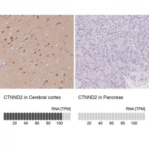 Anti-CTNND2 antibody produced in rabbit 