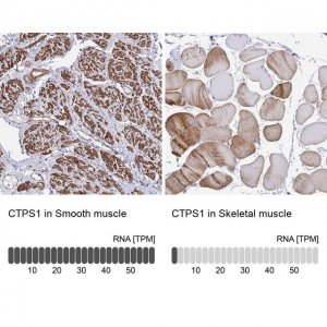 Anti-CTPS1 antibody produced in rabbit HPA051322-100UL