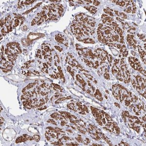 Anti-CTPS1 antibody produced in rabbit HPA051322-100UL