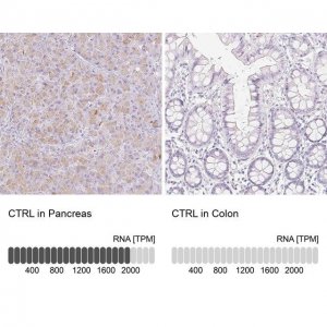 Anti-CTRL antibody produced in rabbit 