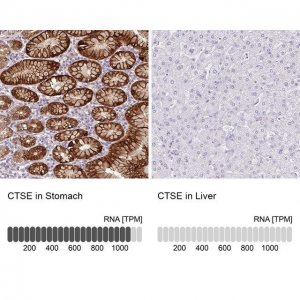 Anti-CTSE antibody produced in rabbit HPA012940-100UL