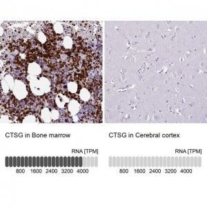 Anti-CTSG antibody produced in rabbit 