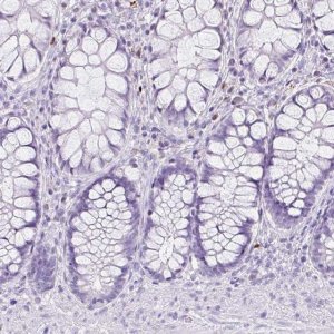 Anti-CTSG antibody produced in rabbit 