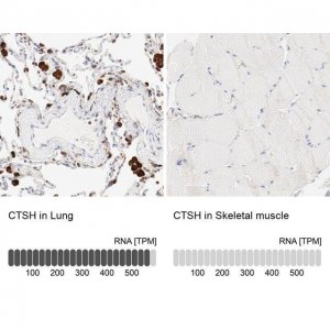 Anti-CTSH antibody produced in rabbit 