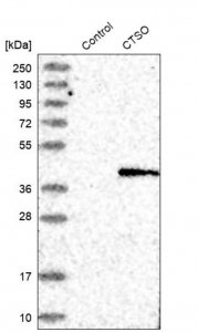 Anti-CTSO antibody produced in rabbit 