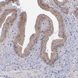 Anti-CTSO antibody produced in rabbit 