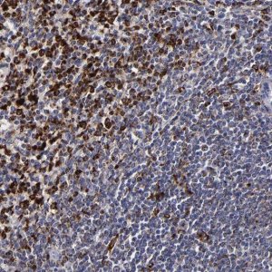 Anti-CTSS antibody produced in rabbit 