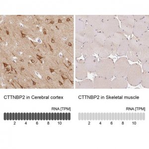Anti-CTTNBP2 antibody produced in rabbit 