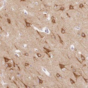 Anti-CTTNBP2 antibody produced in rabbit 