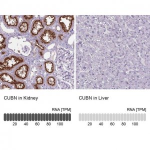 Anti-CUBN antibody produced in rabbit 