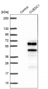 Anti-CUEDC1 antibody produced in rabbit 