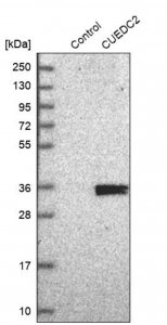Anti-CUEDC2 antibody produced in rabbit 