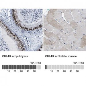 Anti-CUL4B antibody produced in rabbit 