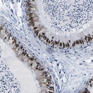 Anti-CUL4B antibody produced in rabbit 