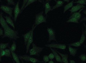 Anti-Cullin-4A antibody produced in rabbit 