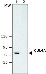Anti-Cullin-4A antibody produced in rabbit 