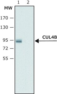 Anti-Cullin-4B antibody produced in rabbit 