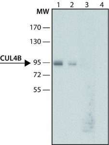 Anti-Cullin-4B antibody produced in rabbit 