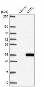 Anti-CUTC antibody produced in rabbit 