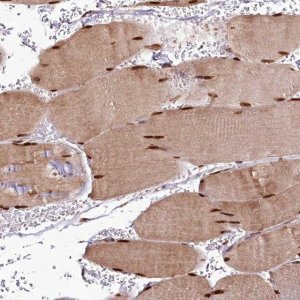 Anti-CUTC antibody produced in rabbit 