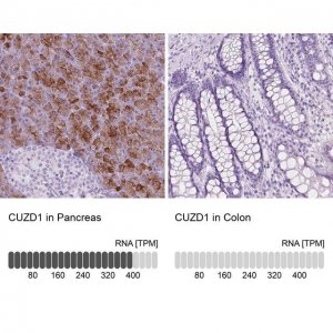 Anti-CUZD1 antibody produced in rabbit 