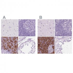 Anti-CUZD1 antibody produced in rabbit 