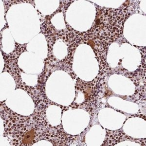 Anti-CWC25 antibody produced in rabbit 