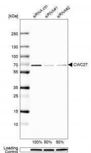 Anti-CWC27 antibody produced in rabbit 