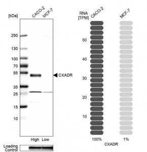 Anti-CXADR antibody produced in rabbit 