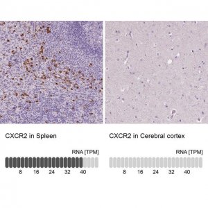 Anti-CXCR2 antibody produced in rabbit 