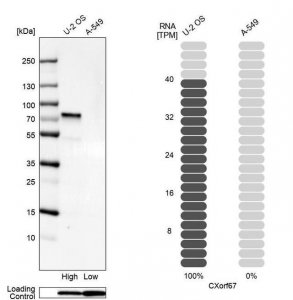 Anti-CXorf67 antibody produced in rabbit 