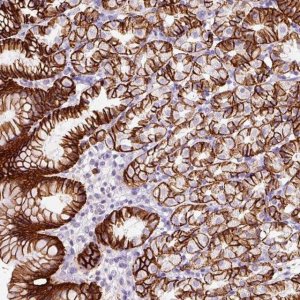 Anti-CYB561A3 antibody produced in rabbit HPA052548-100UL