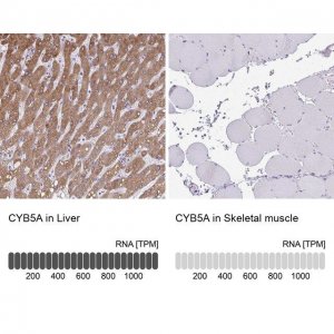 Anti-CYB5A antibody produced in rabbit 