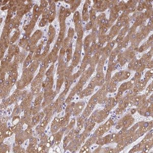 Anti-CYB5A antibody produced in rabbit 
