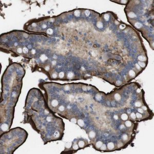 Anti-CYBRD1 antibody produced in rabbit 