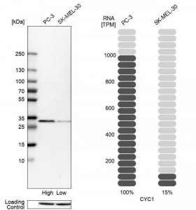 Anti-CYC1 antibody produced in rabbit 