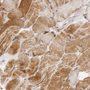 Anti-CYC1 antibody produced in rabbit 