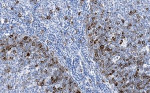 Anti-Cyclin B1 Antibody, clone 1F21-H1 ZooMAb Rabbit Monoclonal 
