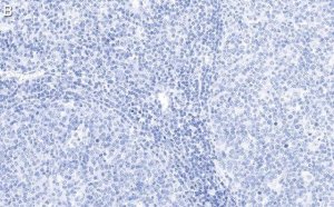Anti-Cyclin B1 Antibody, clone 1F21-H1 ZooMAb Rabbit Monoclonal 